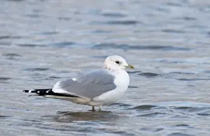 Common Gull Larus canus in winter plumage Norfolk January