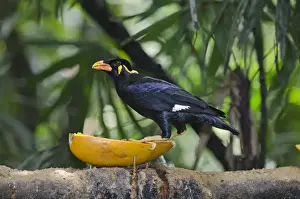 Common Hill Myna (Gracula religiosa intermedia) in captivity
