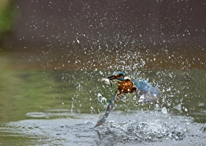 Common Kingfisher Alcedo atthis with Minnow Worcestershire July