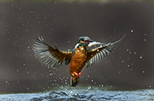 Common Kingfisher Alcedo atthis with minnow Worcestershire August Common Kingfisher Alcedo atthis with minnow Worcestershire August