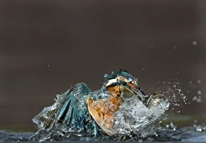 River Prints: common kingfisher kingfisher alcedo atthis fish