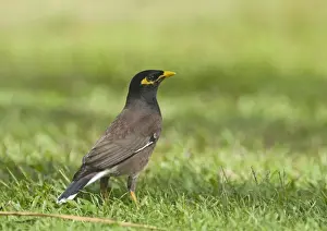 Queensland Prints: Common Mynah Acidotheres tristis Queensland Australia October