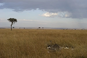 Common Ostrich Struthio camelus female at nest on Masai Mara Kenya