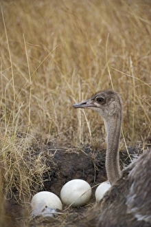 Common Ostrich Struthio camelus female at nest on Masai Mara Kenya