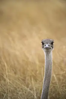 Kenya Prints: Common Ostrich Struthio camelus female at nest on Masai Mara Kenya