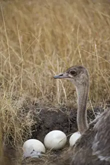 Common Ostrich Struthio camelus female at nest on Masai Mara Kenya