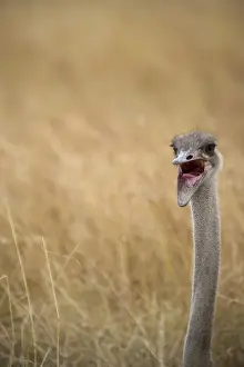 Common Ostrich Struthio camelus female at nest on Masai Mara Kenya