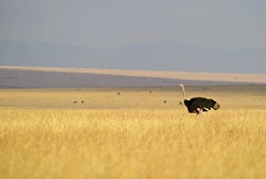 Common Ostrich Struthio camelus male Masai Mara Kenya