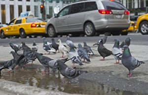 Urban Prints: Common Pigeons in New York City USA