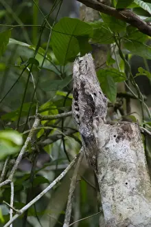 Neotropical Prints: Common Potoo Nyctibius griseus on River Amazon near Iquitos Peru