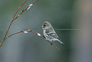 Prints of Common Redpoll Carduelis flammea Finland Images Dated 2008 November: Common Redpoll Carduelis flammea Finland