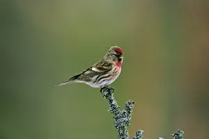 Common Redpoll Carduelis flammea male in breeding plumage Finland