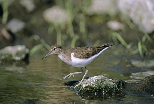 Common Sandpiper, Actitis hypoleucos, Yorkshire, UK, summer