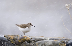 Common Sandpiper Actitis hypoleucos in blizzard Wales UK March Common Sandpiper Actitis hypoleucos in blizzard Wales UK March