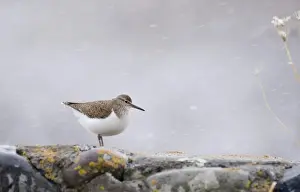 Snowing Prints: Common Sandpiper Actitis hypoleucos in blizzard Wales UK March