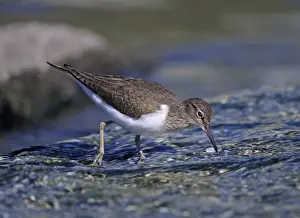 Common Sandpiper Actitis hypoleucos Scotland spring