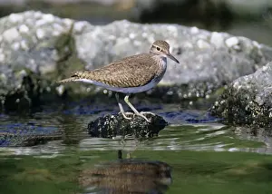 Common Sandpiper Actitis hypoleucos Scotland spring