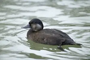 Images Dated 2004: Common Scoter Melanitta nigra female Sussex winter