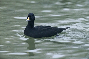 Images Dated 2004: Common Scoter Melanitta nigra male Sussex winter