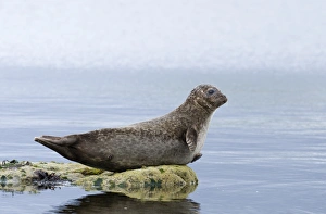 Common Seal Phoca vitulina Shetland June