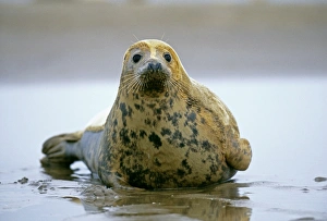 Coast Prints: Common Seal, Phoca vitulina, Lincolnshire, UK, winter
