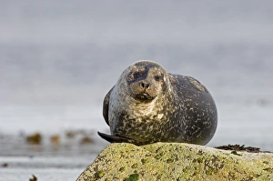 Common Seal Phoca vitulina Shetland June