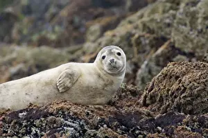 Coast Prints: Common Seal pup Phoca vitulina Northumberland June