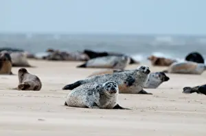 Trending: Common Seals Phoca vitulina Blakeney Point Norfolk summer