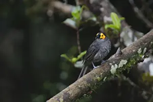 Common Smoky Honeyeater Melipotes fumigatus Western Highlands Papua New Guinea