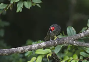 : Common Smoky Honeyeater Melipotes fumigatus Western Highlands Papua New Guinea NOTE
