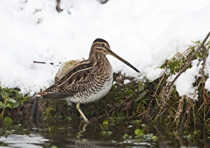 Common Snipe Gallinago gallinago feeding in snow Norfolk December