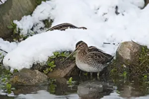 Snow Prints: Common Snipe Gallinago gallinago feeding in snow Norfolk December