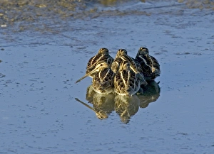 Common Snipe Gallinago gallinago roosting flock at daybreak on icy pool Kent UK winter Common Snipe Gallinago gallinago roosting flock at daybreak on icy pool Kent UK winter
