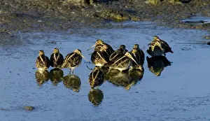 Common Snipe Gallinago gallinago roosting flock at daybreak on icy pool Kent UK winter