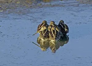Roost Prints: Common Snipe Gallinago gallinago roosting flock at daybreak on icy pool Kent UK winter