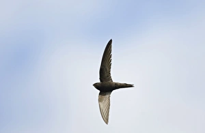Common Swift Apus apus Norfolk summer