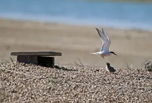 Nesting Prints: Common Tern and chick Sterna hirundo Rutland Water summer