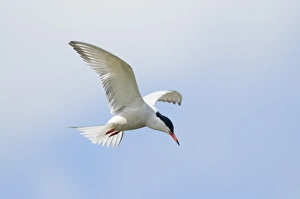 Tern Prints: Common Tern Sterna hirundo Cley Norfolk April