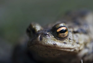 Common Toad Bufo bufo in pond in spring Norfolk