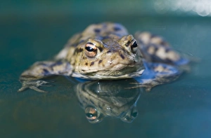 Toad Prints: Common Toad Bufo bufo in pond in spring Norfolk