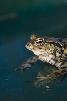 Common Toad Bufo bufo in pond in spring Norfolk