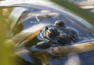 Common Toad Bufo bufo in pond in spring Norfolk