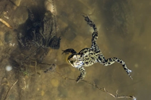 Common Toad Bufo bufo in pond in spring Norfolk