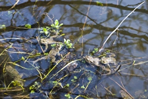 Common Toad Bufo bufo in pond in spring Norfolk