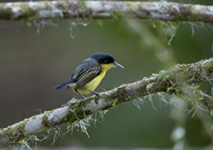 Common Tody Flycatcher Todirostrum cinereum La Selva Costa Rica Common Tody Flycatcher Todirostrum cinereum La Selva Costa Rica
