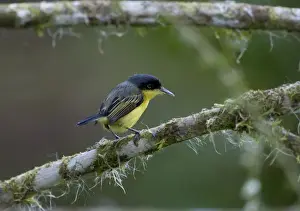 La Selva Prints: Common Tody Flycatcher Todirostrum cinereum La Selva Costa Rica