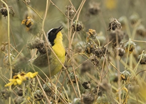 Common Yellowthroat Geothlypis trichas in song Bolsa Chica California April Common Yellowthroat Geothlypis trichas in song Bolsa Chica California April