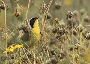 Sing Prints: Common Yellowthroat Geothlypis trichas in song Bolsa Chica California April
