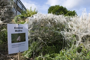 Communal larvae webs of White Ermine Moth Spilosoma lubricipeda on bushes in housing