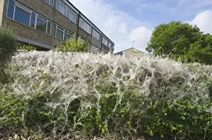 Communal larvae webs of White Ermine Moth Spilosoma lubricipeda on bushes in housing